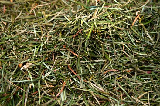 Closeup of a heap of fir needles coming from a christmas tree