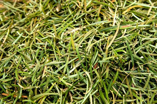 Closeup of a heap of fir needles coming from a christmas tree
