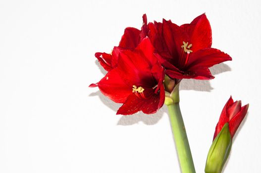 Close up of a red amaryllis on bright background with space for your copytext