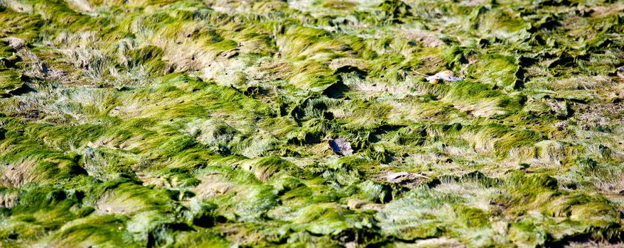 Algae of Grado lagoon, Italy