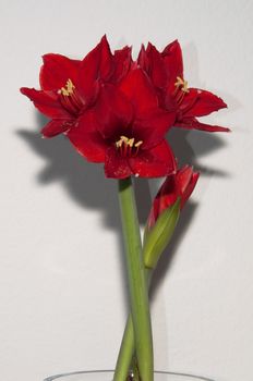 Close up of a red amaryllis in a glass vase on bright background