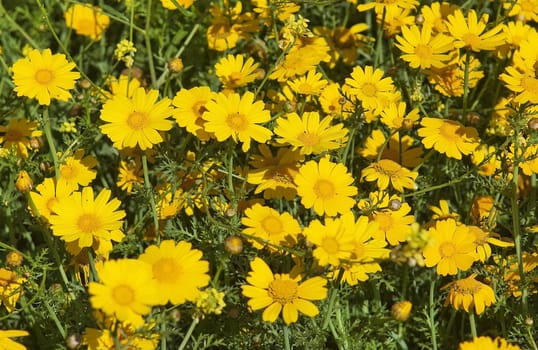 spring meadow with yellow camomiles