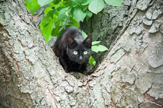 a black cat in a tree