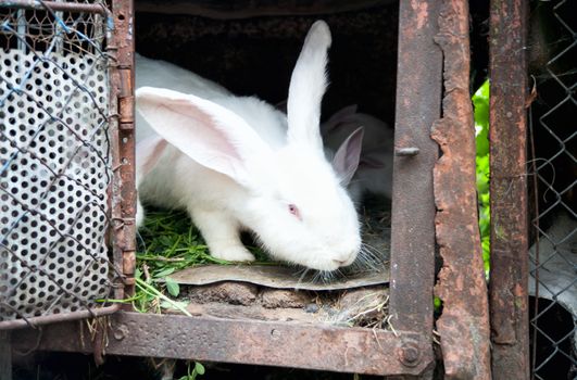 a white fluffy bunny rabbit in a cage