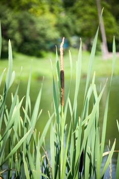 Close up view of a typha plant next to a river