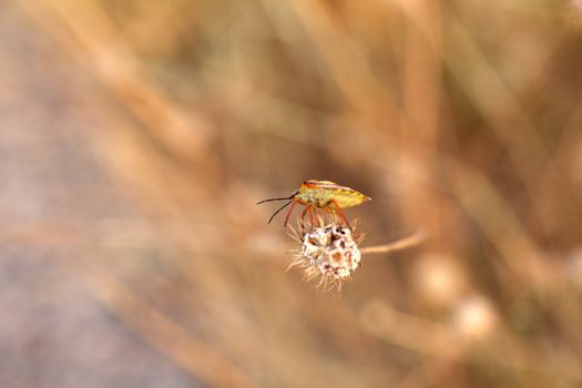 Photo of Insect on dried flower