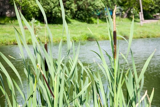 Close up view of a typha plant next to a river