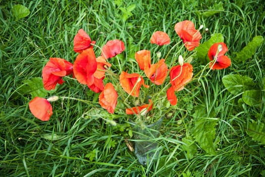 red poppies in a vase standing in green grass