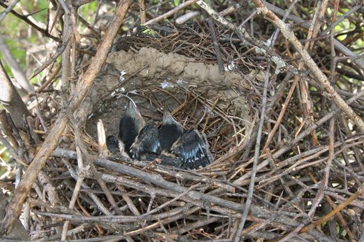 Fledgling magpie nestling in its nest