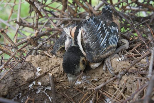 Fledgling magpie nestling in its nest