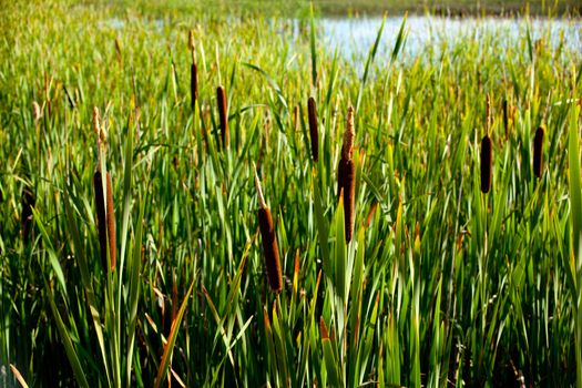 Cane thicket in the spanish countryside