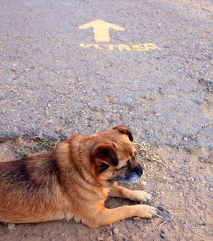 Dog and yellow arrow on the asphalt