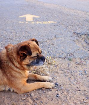 Dog and yellow arrow on the asphalt