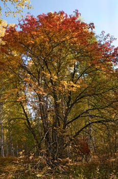 Mellow autumn in the middle of September