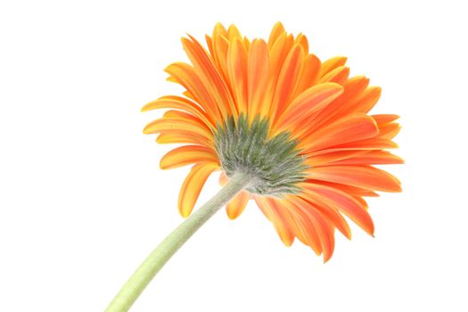 Growing gerbera isolated on white