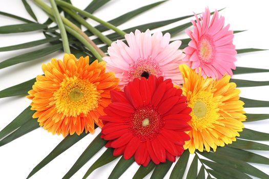 Bouquet from five gerbera daisies