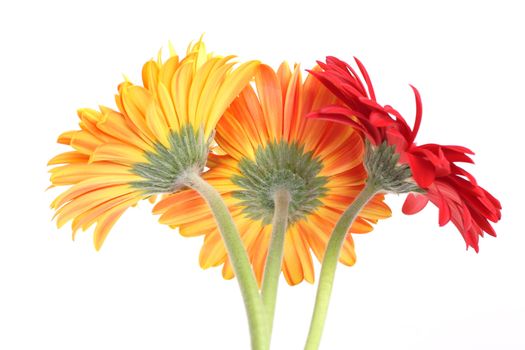 Bouquet from three gerbera daisies