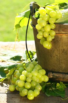 Green grapes and leaves in an old bucket