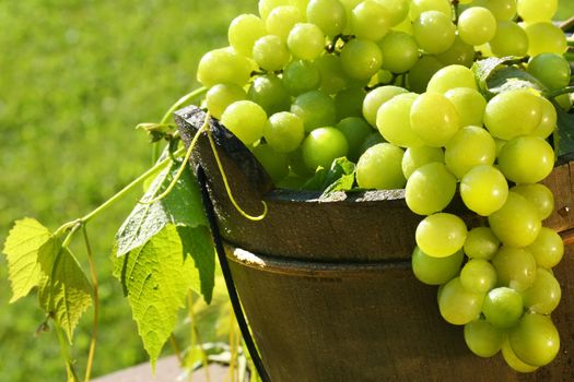 Green grapes in the summer sun