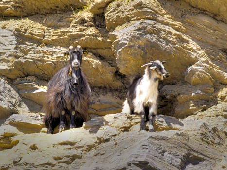 goats on a rock spur