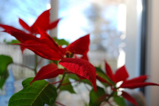 picture of a christmas plant