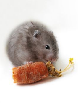 Grey hamster with carrots on a white background
