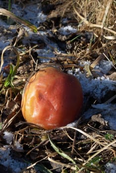 picture of frozen apple