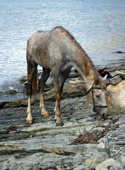 The Arabian mare on seacoast