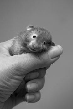 Small hamster in a female hand