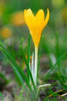 Macro image of a yellow crocus flower blooming in early spring