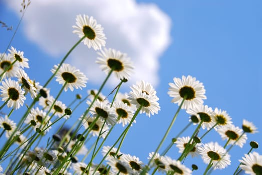 White summer daisies reaching towards blue sky