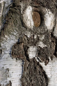 detail of a wood structure