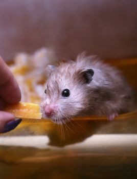 Feeding of a hamster by cheese