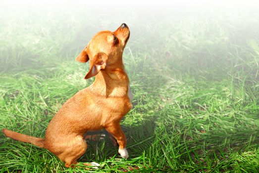 A young chihuahua puppy outside on green grass
