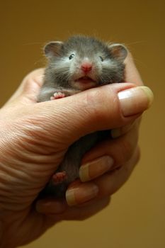 Small hamster in a female hand