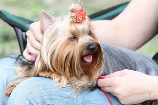 yorkshire terrier with a bow in a lap at the mistress