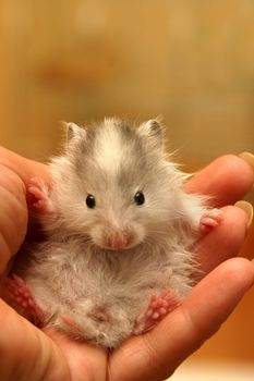 Small hamster in a female hand