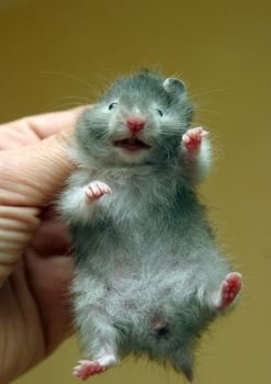 Small hamster in a female hand