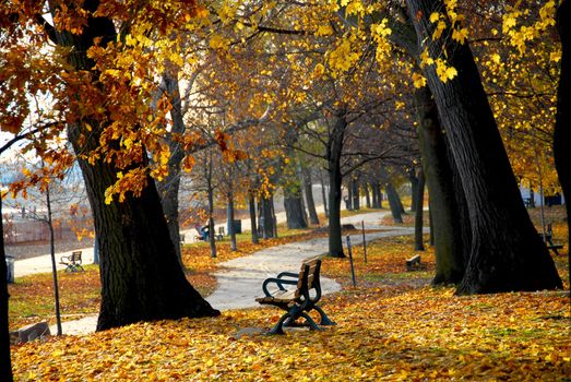 Park with old trees and recreation trail in the fall