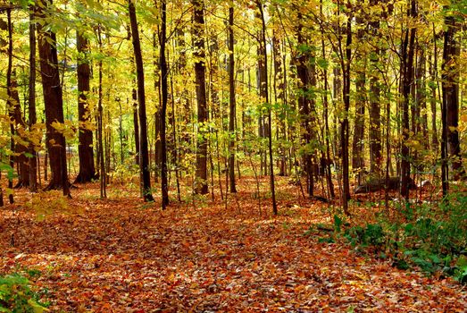 Colorful sunlit fall forest with fallen leaves covering the ground