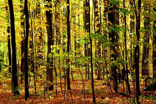 Colorful young fall forest glowing in sunlight