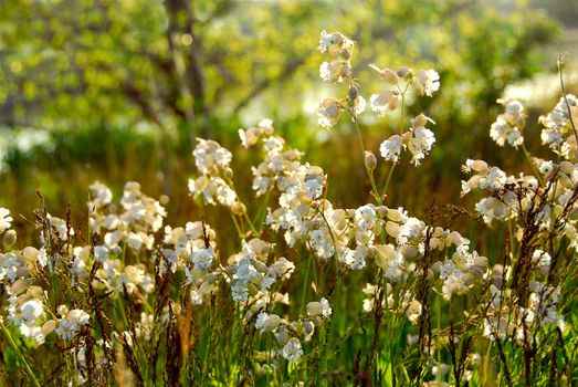 Wildflowers wild campions blooming in summer meadow