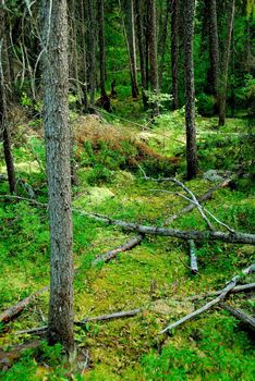 Wilderness dark green forest