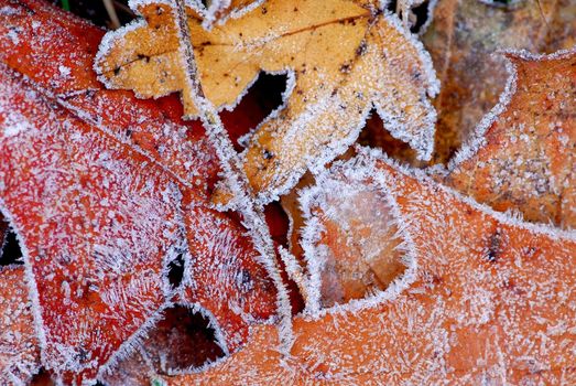 Macro of autumn leaves on the ground covered with morning frost