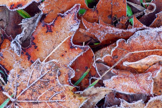 Macro of autumn leaves on the ground covered with morning frost