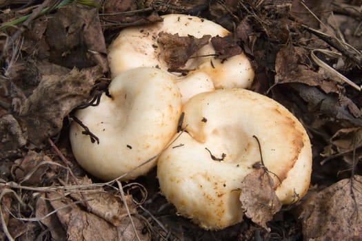 Three milk mushrooms in the fallen foliage