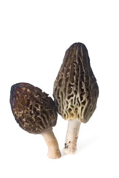 Spring mushrooms morchella conica on a white background