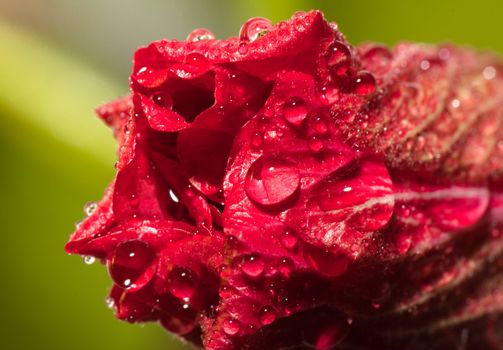 Hibiscus flower after rain
