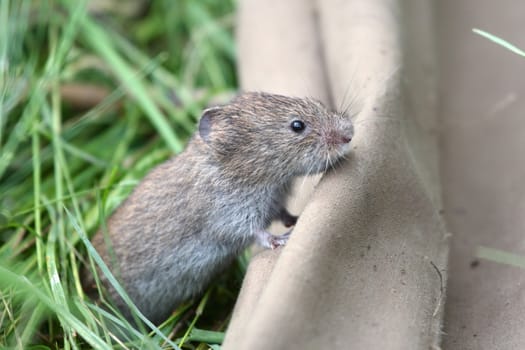 The wild mouse latin name Microtus arvalis