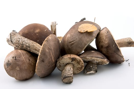 Birch mushrooms on a white background